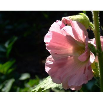 Stockrose rosé