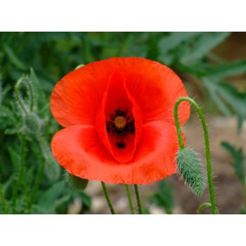 Mohn