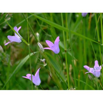 Wiesenglockenblume