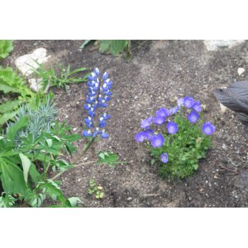 Blauer Rittersporn und Glockenblume