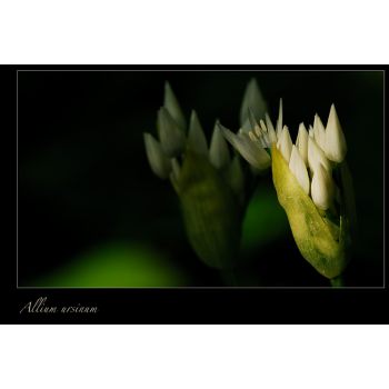 Allium ursinum (WoVo)