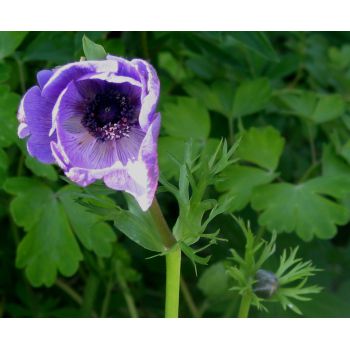 Blaue Anemone