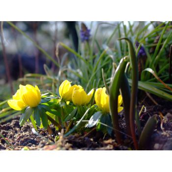 Winterling (eranthis)