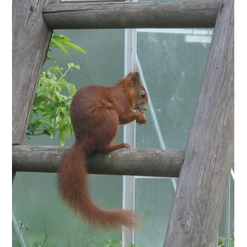 rotes Eichhörnchen