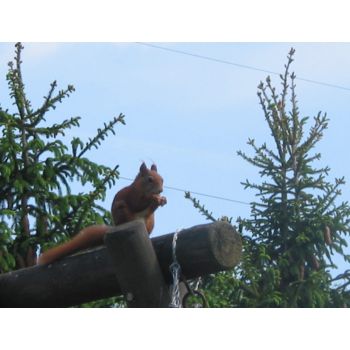 rotes Eichhörnchen